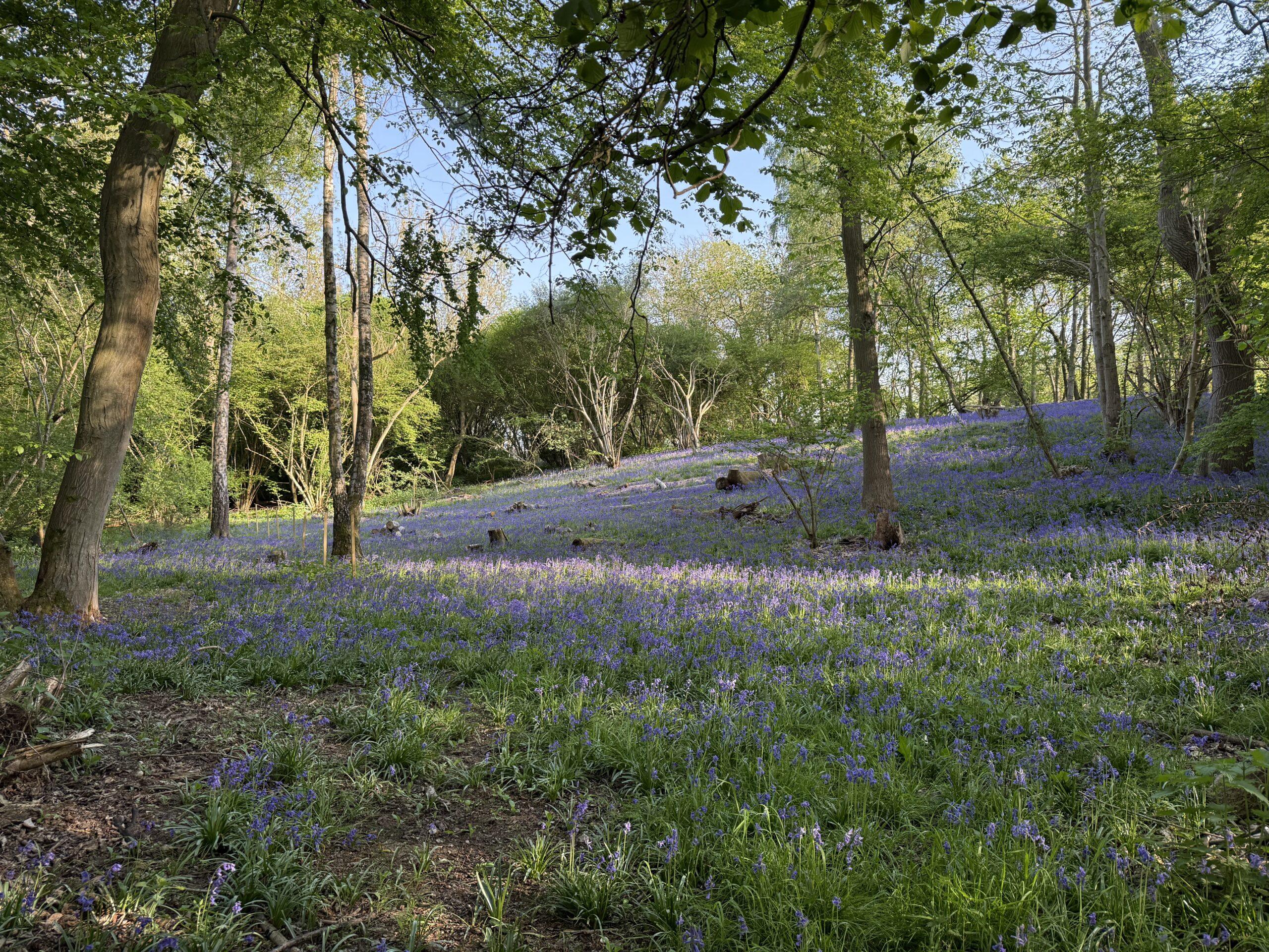 Simulated Game Shooting in Essex | Mowden Hall Simulated Game Shooting in Essex | Mowden Hall